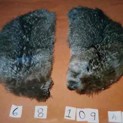 Soft Kit Fox, Half-Moon, 2 Matching Pieces