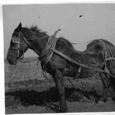 PH-1189-August Rugen's sway backed horse on Rugen Farm, Lake and Shermer circ 1930