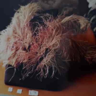 Pink Ostrich on Tortoiseshell