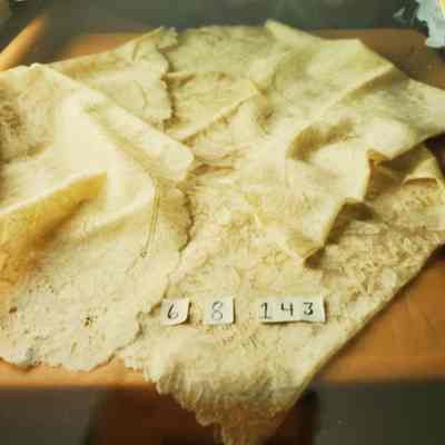 One Lace Large Scarf (Beige) - Scalloped Edges