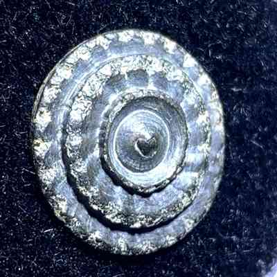 Revolutionary War Button Flower St. Augustine Florida