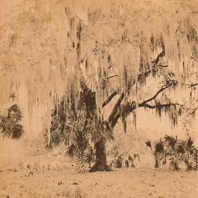 Mandarin, Jacksonville [Stereoview]