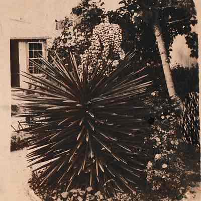 Spanish Daggers [Stereoview]