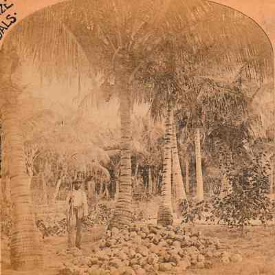 Harvesting the Cocoa-nuts [Stereoview]