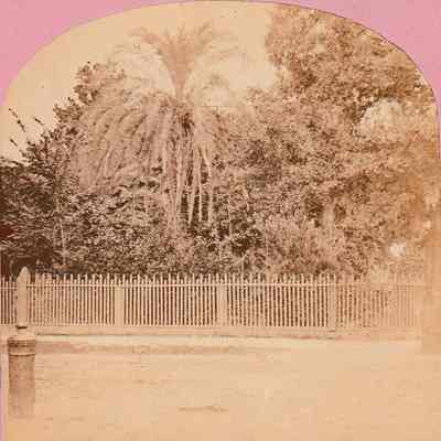 Date Palm Tree [Stereoview]