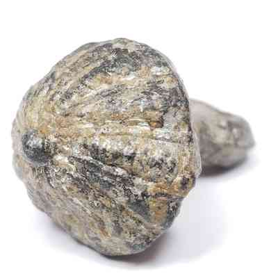 Spanish Button from Menendez #2 (of 2)