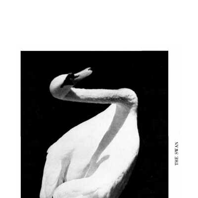 Issue 440 Autumn 1958