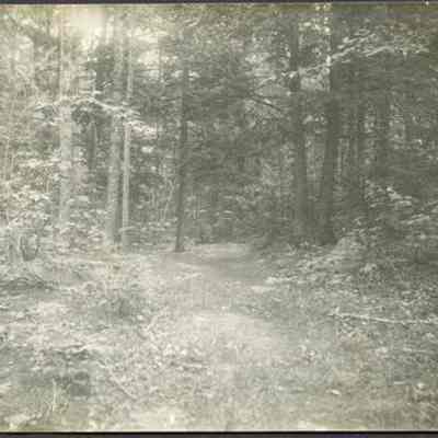 Wooded View