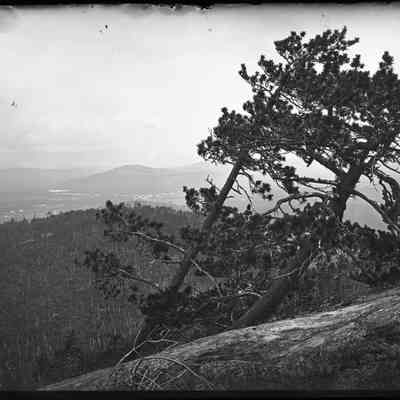 Boulder with Trees