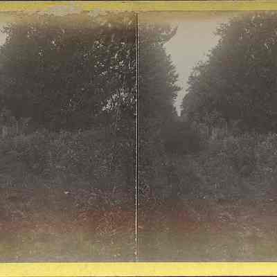Wooded Area