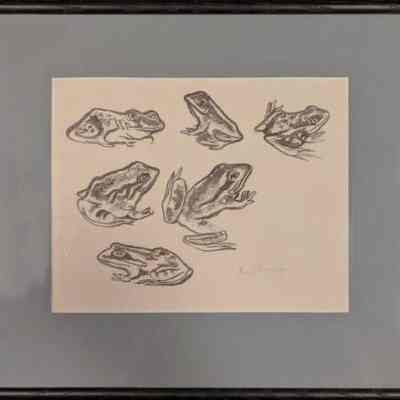 Frog Study