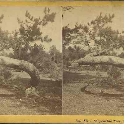 Serpentine Tree, North Conway NH