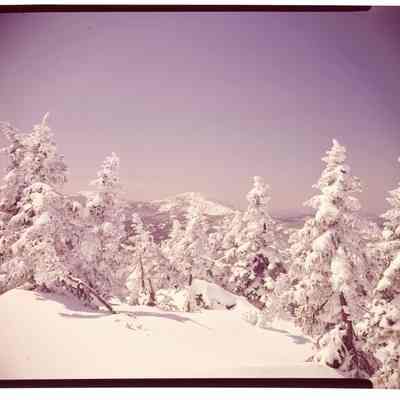 Snow and Trees