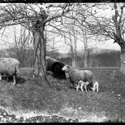 Sheep with Lambs