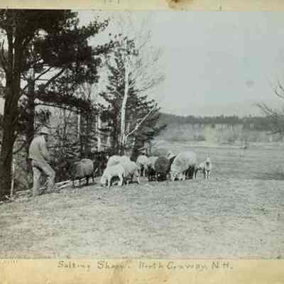 Salting Sheep, North Conway