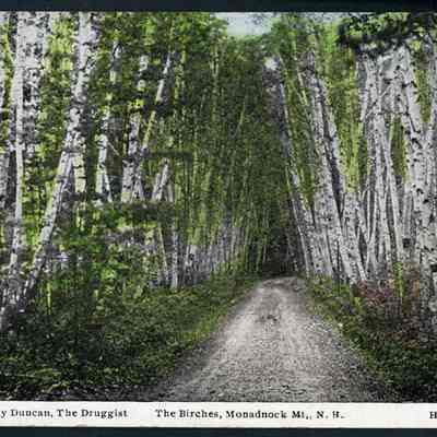 The Birches, Monadnock Mt.