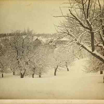 Snowy Scene