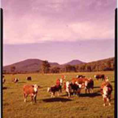Cows, Intervale, NH