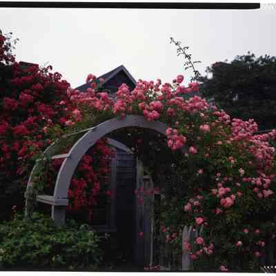 Rose Arbor, Nantucket, MA