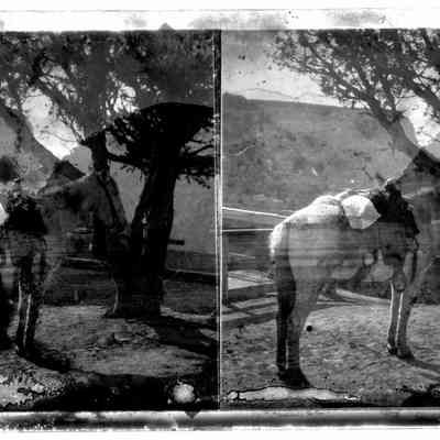 Saddled White Horse