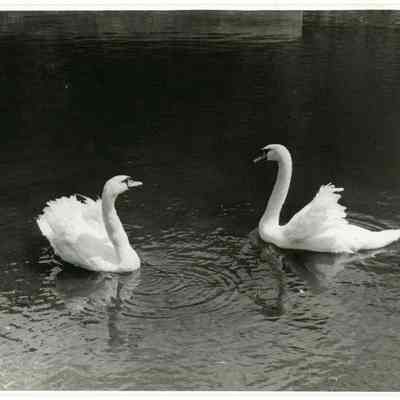 Swans on Lake Gloriette