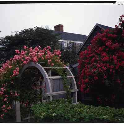 Rose Arbor, Nantucket, MA