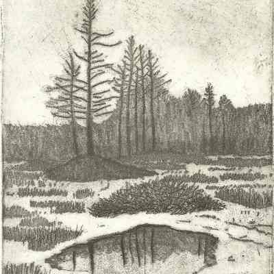 The Quincy Bog