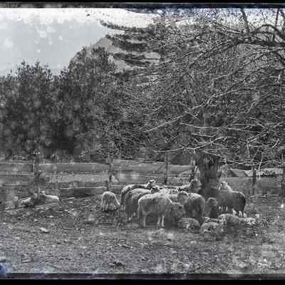 Sheep Gathering