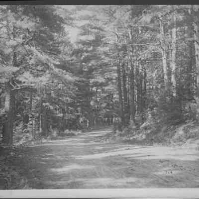 Road Through the Woods
