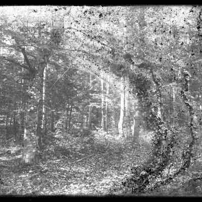 Path in Woods - 970