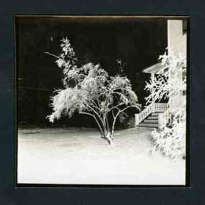 Snowy Tree