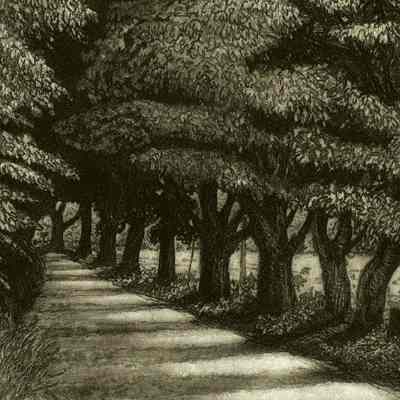 The Colonnade of Maples
