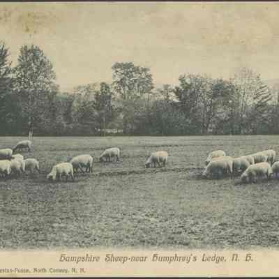 Hampshire Sheep- near Humphrey's Ledge, N.H.