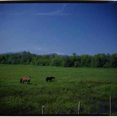 Grazing Horses, South Tamworth, NH