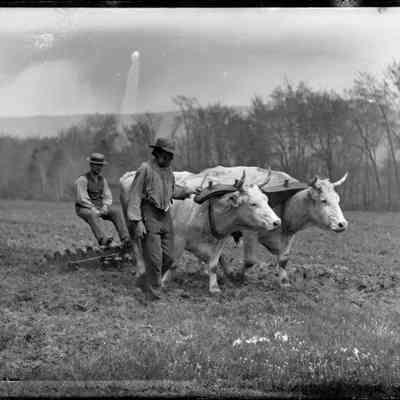 Oxen and Plow