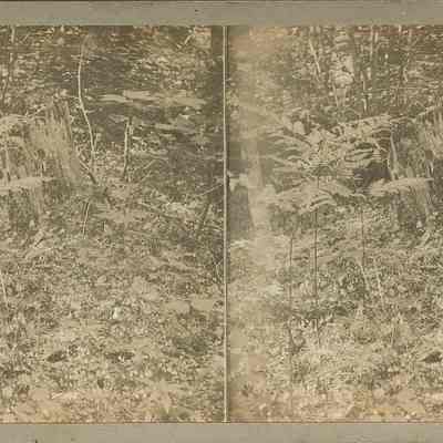 Wooded Area