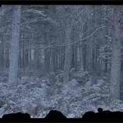 Dense Forest with Ferns