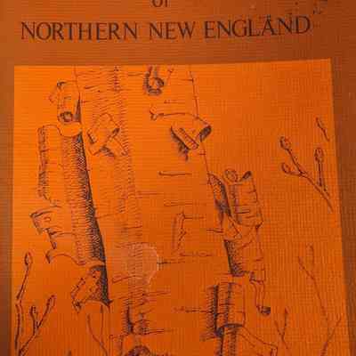 Beginners guide to trees and shrubs of northern New England