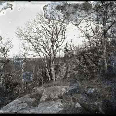 Barren Trees and Rocks
