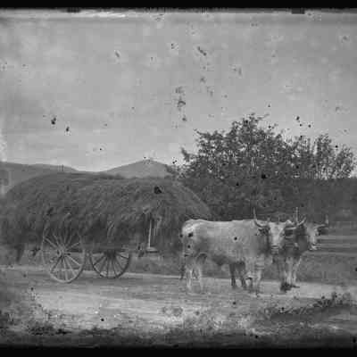 Bulls Pulling Hay