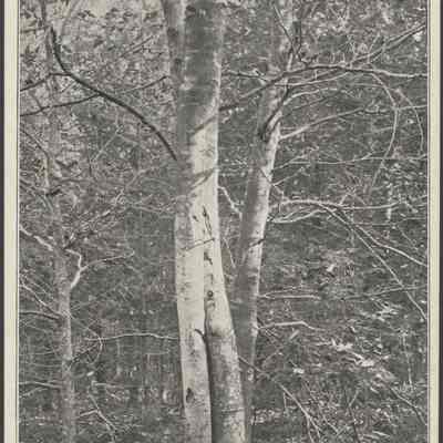 Beech trunks
