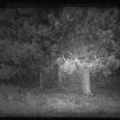 Evergreen Trees