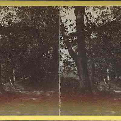 Dirt Road in the Woods