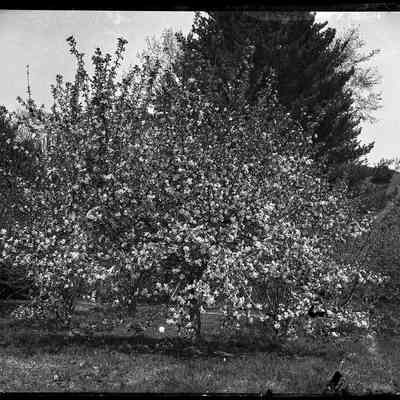 Blossoming Tree