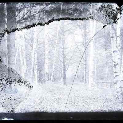 Path in the Woods