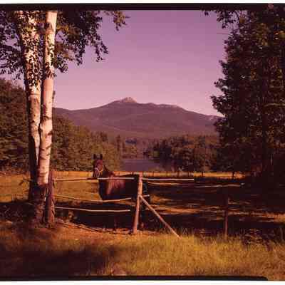 Horse and Mountain