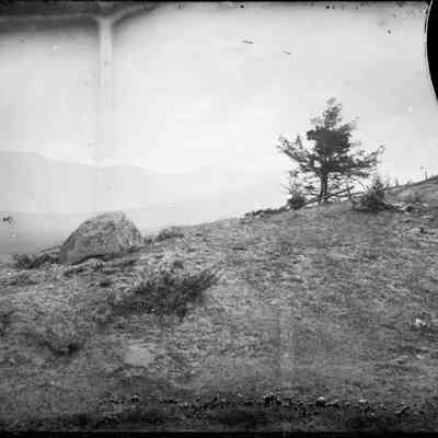 Boulder and Tree