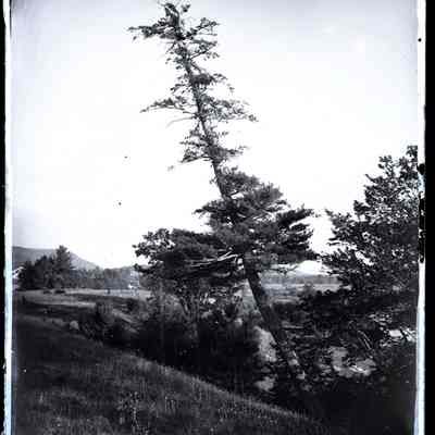 Tree and Fields