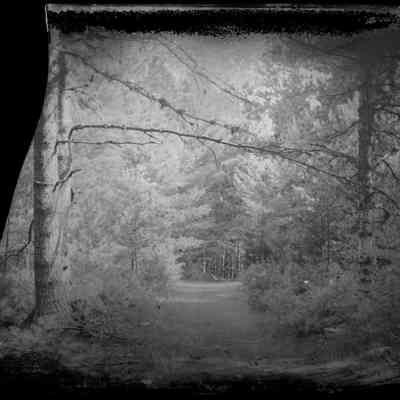 Forest Path