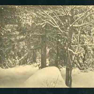 Snowy Branches